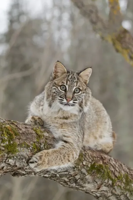 Framed Print : Bobcat (Lynx rufus) adult, resting on tree branch, Minnesota, U. S. A. January (captive) Framed Print : Bobcat (Lynx rufus) adult, resting on tree branch, Minnesota, U. S. A. January (captive)