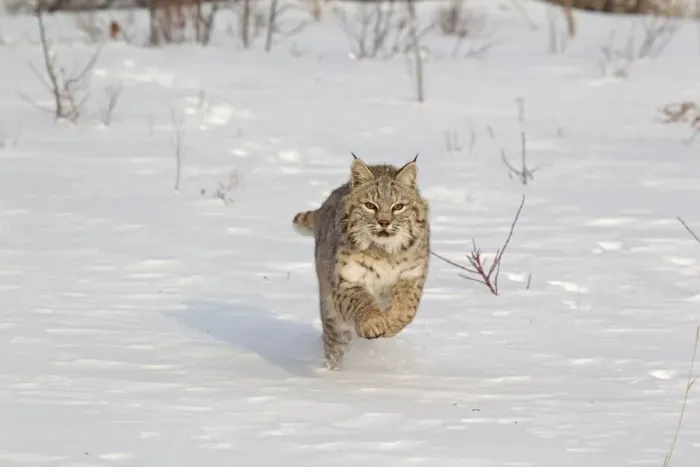 Framed Print : Bobcat (Lynx rufus) adult, running in snow, Montana, U. S. A. january (captive) Framed Print : Bobcat (Lynx rufus) adult, running in snow, Montana, U. S. A. january (captive)