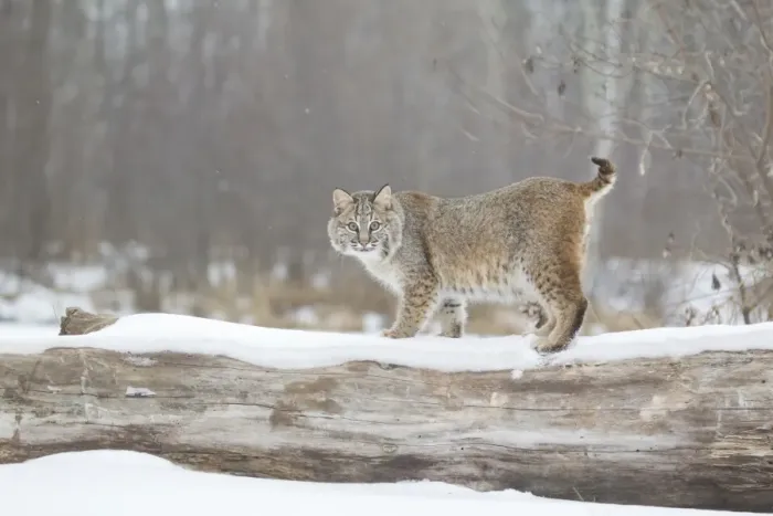 Framed Print : Bobcat (Lynx rufus) adult, standing on snow covered fallen tree, Minnesota, U. S. A. January (captive)