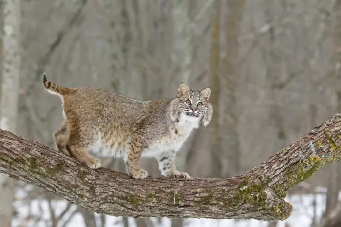 Framed Print : Bobcat (Lynx rufus) adult, standing on tree branch, Minnesota, U. S. A. January (captive) Framed Print : Bobcat (Lynx rufus) adult, standing on tree branch, Minnesota, U. S. A. January (captive)