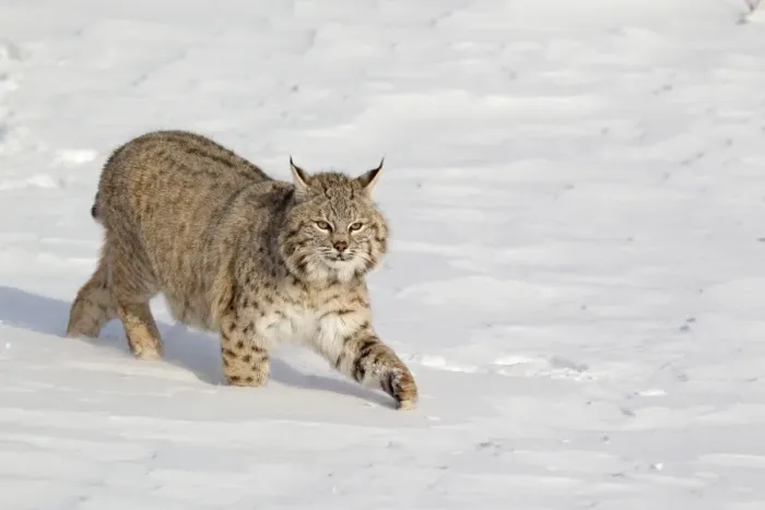 Framed Print : Bobcat (Lynx rufus) adult, walking in snow, Montana, U. S. A. january (captive) Framed Print : Bobcat (Lynx rufus) adult, walking in snow, Montana, U. S. A. january (captive)