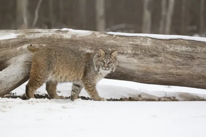 Framed Print : Bobcat (Lynx rufus) adult, walking on snow beside fallen tree, Minnesota, U. S. A. January (captive)