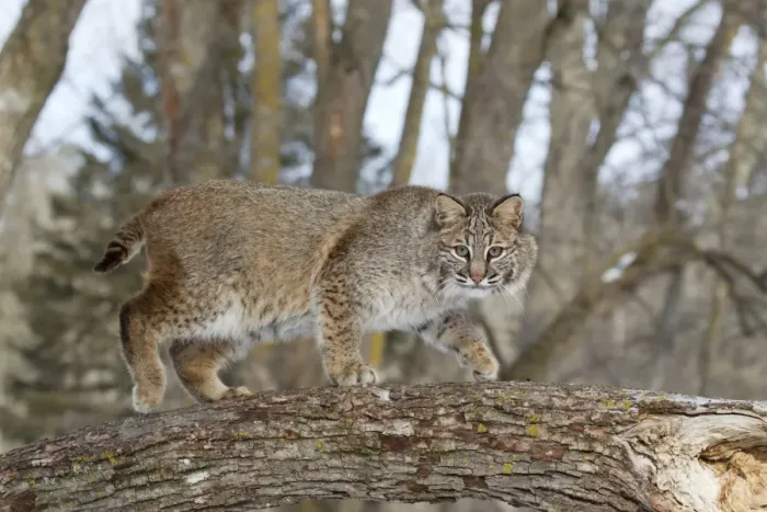 Framed Print : Bobcat (Lynx rufus) adult, walking on tree branch, Minnesota, U. S. A. January (captive) Framed Print : Bobcat (Lynx rufus) adult, walking on tree branch, Minnesota, U. S. A. January (captive)