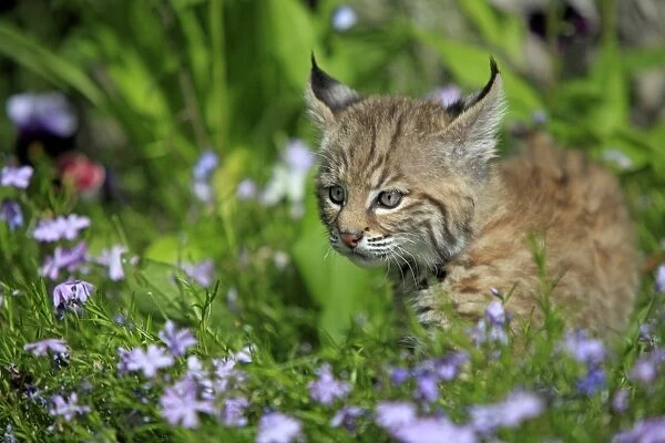 Bobcat (Lynx rufus) eight-weeks old cub, standing amongst wildflowers in meadow, Montana, U. S. A. june (captive)