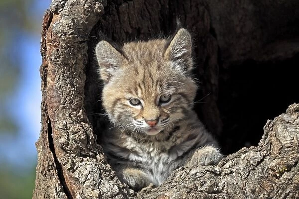 Bobcat (Lynx rufus) eight-weeks old cub, in hollow tree trunk, Montana, U. S. A. june (captive)