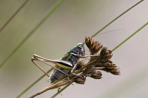 Bog Bush-cricket (Metrioptera brachyptera) adult male, resting on seedhead, Thursley Common National Nature Reserve