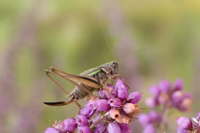 Framed Print : Bog Bush-cricket (Metrioptera brachyptera) adult female, resting on flowering heather, England Framed Print : Bog Bush-cricket (Metrioptera brachyptera) adult female, resting on flowering heather, England
