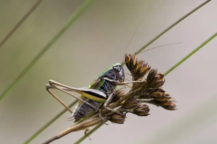 Framed Print : Bog Bush-cricket (Metrioptera brachyptera) adult male, resting on seedhead, Thursley Common National Nature Reserve Framed Print : Bog Bush-cricket (Metrioptera brachyptera) adult male, resting on seedhead, Thursley Common National Nature Reserve