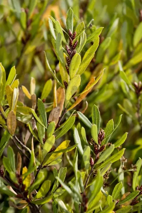 Framed Print : Bog Myrtle (Myrica gale) in fruit, Wareham Forest, Dorset, England, october