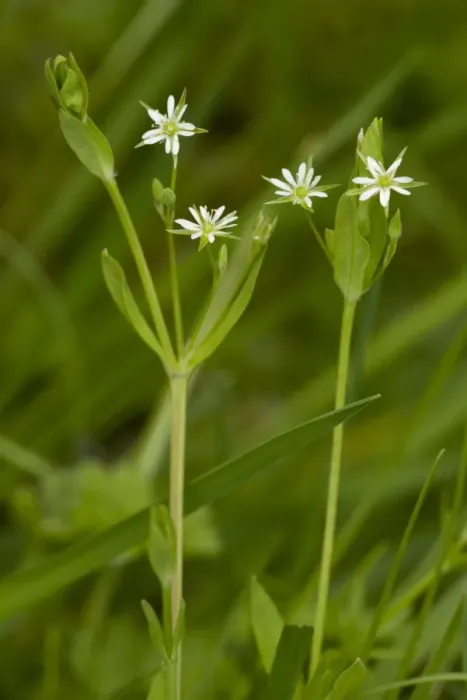 Framed Print : Bog Stitchwort (Stellaria alsine) flowering, Market Weston Fen, Market Weston, Little Ouse Valley, Suffolk, England Framed Print : Bog Stitchwort (Stellaria alsine) flowering, Market Weston Fen, Market Weston, Little Ouse Valley, Suffolk, England