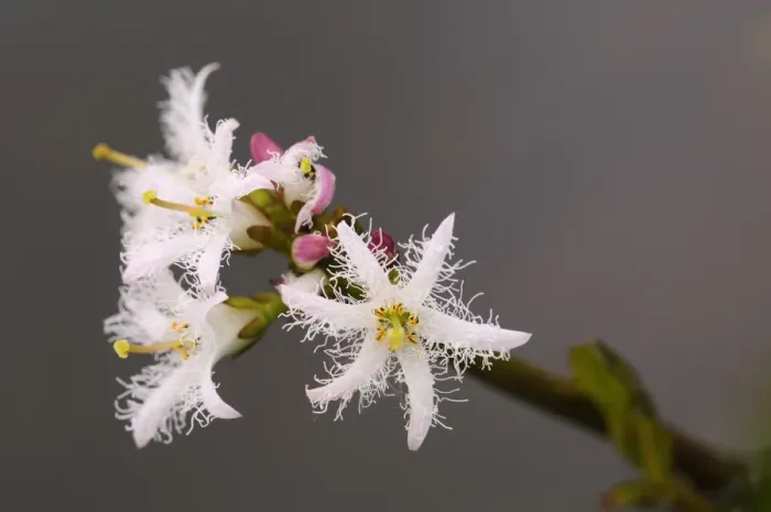 Framed Print : Bogbean (Menyanthes trifoliata) close-up of flowers, growing in pond, Oxfordshire, England, May Framed Print : Bogbean (Menyanthes trifoliata) close-up of flowers, growing in pond, Oxfordshire, England, May