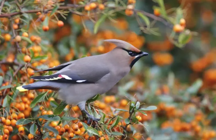 Framed Print : Bohemian Waxwing (Bombycilla garrulus) adult, perched on Firethorn (Pyracantha sp. ) with berries, Leicestershire Framed Print : Bohemian Waxwing (Bombycilla garrulus) adult, perched on Firethorn (Pyracantha sp. ) with berries, Leicestershire