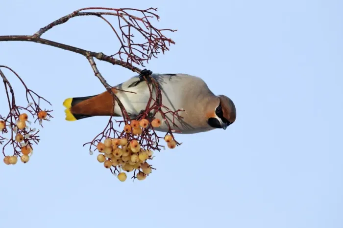 Framed Print : Bohemian Waxwing (Bombycilla garrulus) adult, feeding on rowan berries, West Midlands, England, december Framed Print : Bohemian Waxwing (Bombycilla garrulus) adult, feeding on rowan berries, West Midlands, England, december