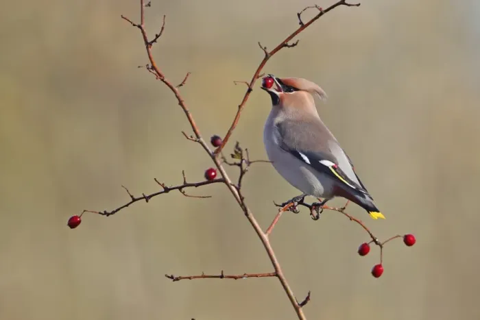 Framed Print : Bohemian Waxwing (Bombycilla garrulus) adult, feeding on berries, Strumpshaw Fen RSPB Reserve, River Yare, The Broads, Norfolk, England, november Framed Print : Bohemian Waxwing (Bombycilla garrulus) adult, feeding on berries, Strumpshaw Fen RSPB Reserve, River Yare, The Broads, Norfolk, England, november