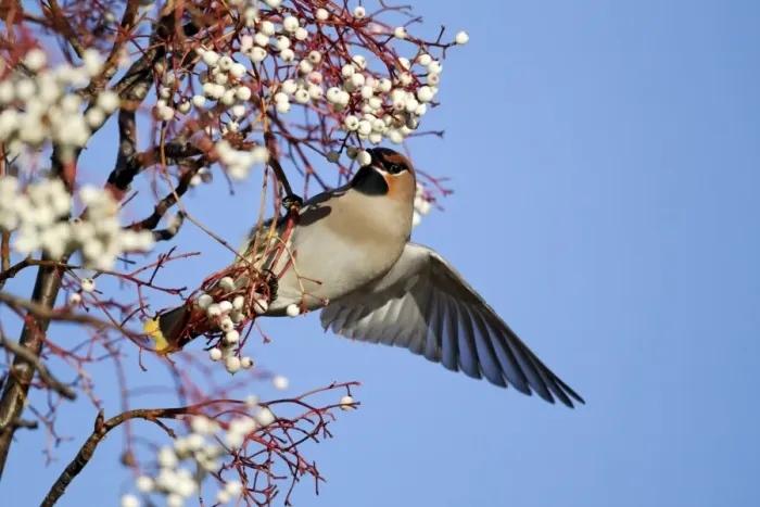 Framed Print : Bohemian Waxwing (Bombycilla garrulus) adult, feeding on rowan berries, West Midlands, England, december Framed Print : Bohemian Waxwing (Bombycilla garrulus) adult, feeding on rowan berries, West Midlands, England, december