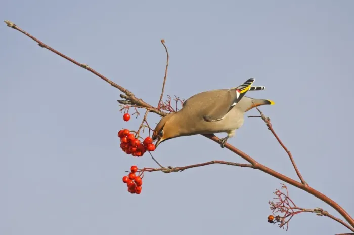 Framed Print : Bohemian Waxwing (Bombycilla garrulus) adult, feeding on rowan berries, Norfolk, England, november