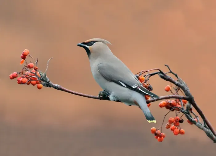 Framed Print : Bohemian Waxwing (Bombycilla garrulus) adult, feeding on rowan berries, Leicestershire, England, december Framed Print : Bohemian Waxwing (Bombycilla garrulus) adult, feeding on rowan berries, Leicestershire, England, december