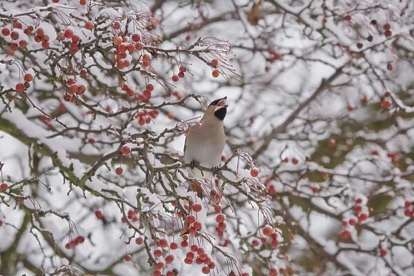 Bohemian Waxwing (Bombycilla garrulus) adult, feeding, swallowing fruit, perched in snow covered tree, Ipswich, Suffolk, England, december