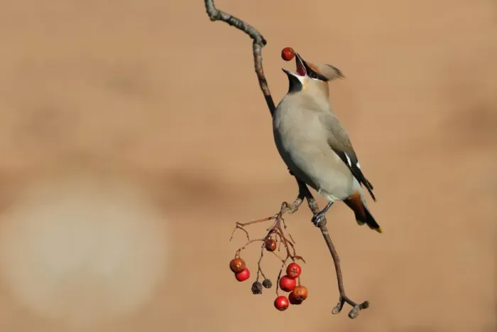Framed Print : Bohemian Waxwing (Bombycilla garrulus) adult, feeding on Rowan (Sorbus aucuparia) berries, Leicestershire, England Framed Print : Bohemian Waxwing (Bombycilla garrulus) adult, feeding on Rowan (Sorbus aucuparia) berries, Leicestershire, England