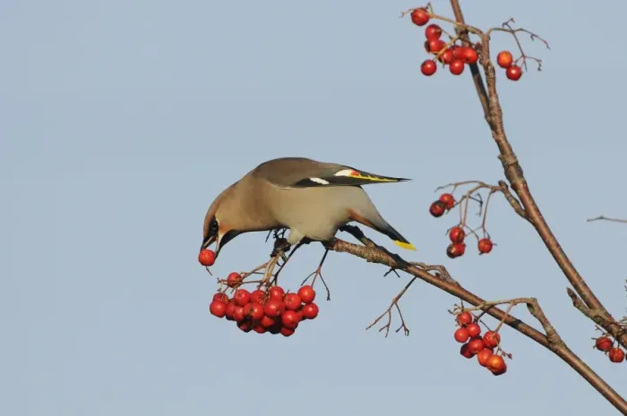 Framed Print : Bohemian Waxwing (Bombycilla garrulus) adult, feeding on Rowan (Sorbus aucuparia) berry, Norfolk, England, November Framed Print : Bohemian Waxwing (Bombycilla garrulus) adult, feeding on Rowan (Sorbus aucuparia) berry, Norfolk, England, November