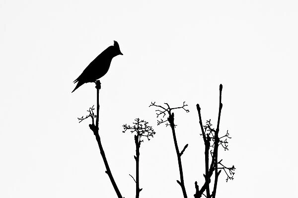 Bohemian Waxwing (Bombycilla garrulus) adult, silhouetted on bare Rowan (Sorbus aucuparia) twig, Holt, Norfolk