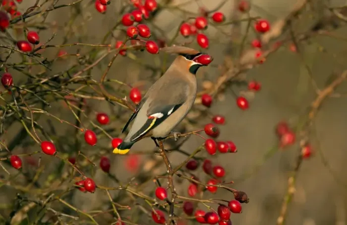 Framed Print : Bohemian Waxwing (Bombycilla garrulus) adult, feeding on rosehips, Merseyside, England, December Framed Print : Bohemian Waxwing (Bombycilla garrulus) adult, feeding on rosehips, Merseyside, England, December