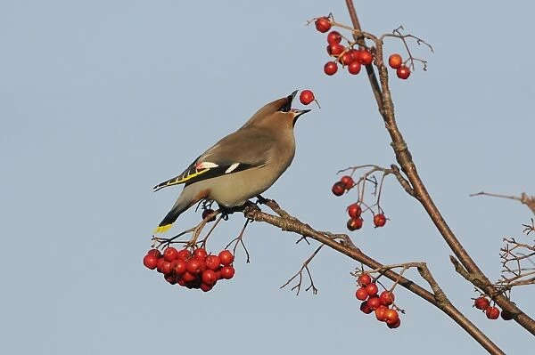 Bohemian Waxwing (Bombycilla garrulus) adult, tossing up and feeding on Rowan (Sorbus aucuparia) berry, Norfolk
