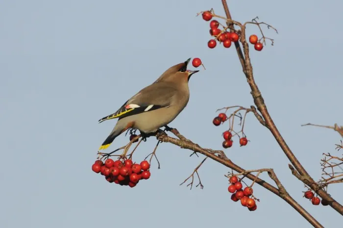 Framed Print : Bohemian Waxwing (Bombycilla garrulus) adult, tossing up and feeding on Rowan (Sorbus aucuparia) berry, Norfolk Framed Print : Bohemian Waxwing (Bombycilla garrulus) adult, tossing up and feeding on Rowan (Sorbus aucuparia) berry, Norfolk