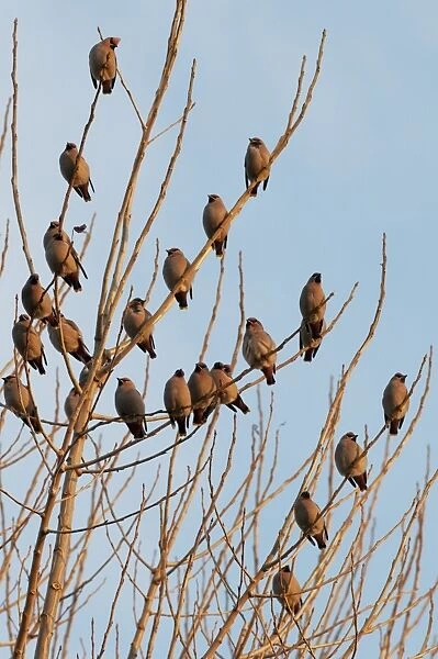 Bohemian Waxwing (Bombycilla garrulus) flock, perched in tree, in late evening sunlight, Kent, England, december