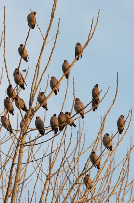 Framed Print : Bohemian Waxwing (Bombycilla garrulus) flock, perched in tree, in late evening sunlight, Kent, England, december Framed Print : Bohemian Waxwing (Bombycilla garrulus) flock, perched in tree, in late evening sunlight, Kent, England, december