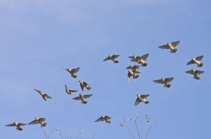 Framed Print : Bohemian Waxwing (Bombycilla garrulus) flock, in flight, Norfolk, England, november Framed Print : Bohemian Waxwing (Bombycilla garrulus) flock, in flight, Norfolk, England, november