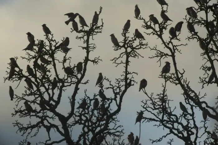 Framed Print : Bohemian Waxwing (Bombycilla garrulus) flock, silhouetted in bare tree branches at dusk, Dumfries and Galloway, Scotland, november Framed Print : Bohemian Waxwing (Bombycilla garrulus) flock, silhouetted in bare tree branches at dusk, Dumfries and Galloway, Scotland, november