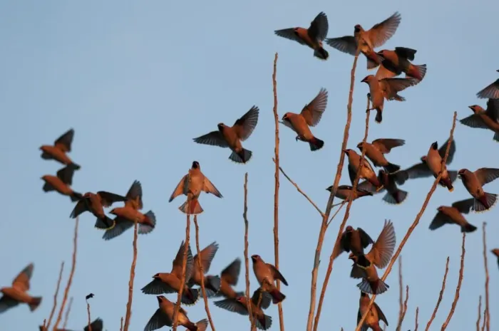 Framed Print : Bohemian Waxwing (Bombycilla garrulus) flock, in flight, landing in tree, in late evening sunlight, Kent, England, december Framed Print : Bohemian Waxwing (Bombycilla garrulus) flock, in flight, landing in tree, in late evening sunlight, Kent, England, december