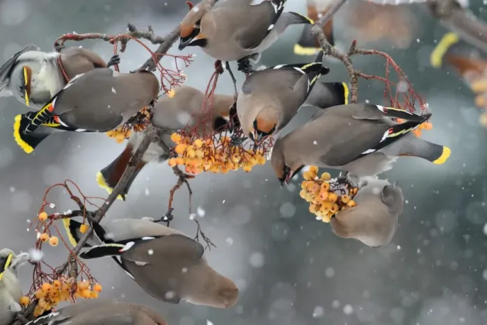 Framed Print : Bohemian Waxwing (Bombycilla garrulus) flock, feeding on rowan berries in snowfall, Leicestershire, England, december Framed Print : Bohemian Waxwing (Bombycilla garrulus) flock, feeding on rowan berries in snowfall, Leicestershire, England, december