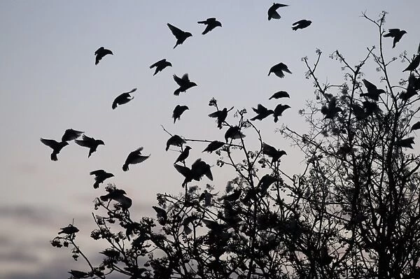 Bohemian Waxwing (Bombycilla garrulus) flock, in flight, landing in rowan tree, silhouetted at sunset, Kent, England, december