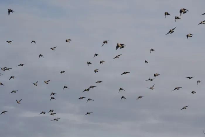 Framed Print : Bohemian Waxwing (Bombycilla garrulus) flock, in flight, Ipswich, Suffolk, England, november
