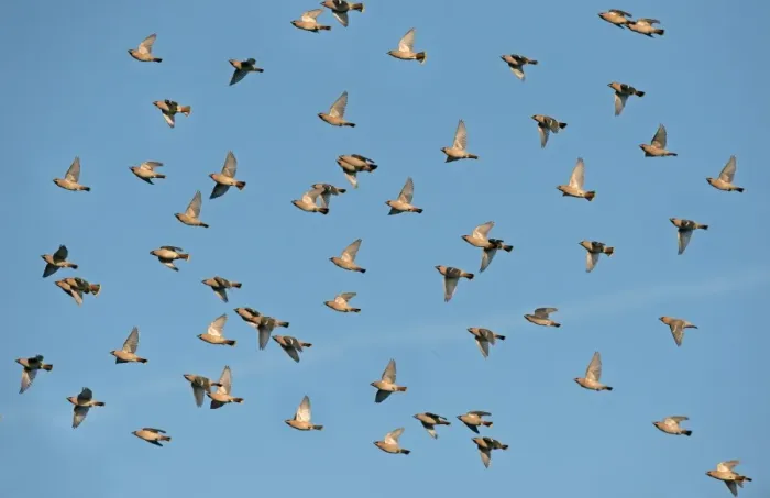 Framed Print : Bohemian Waxwing (Bombycilla garrulus) flock, in flight, Merseyside, England, November Framed Print : Bohemian Waxwing (Bombycilla garrulus) flock, in flight, Merseyside, England, November