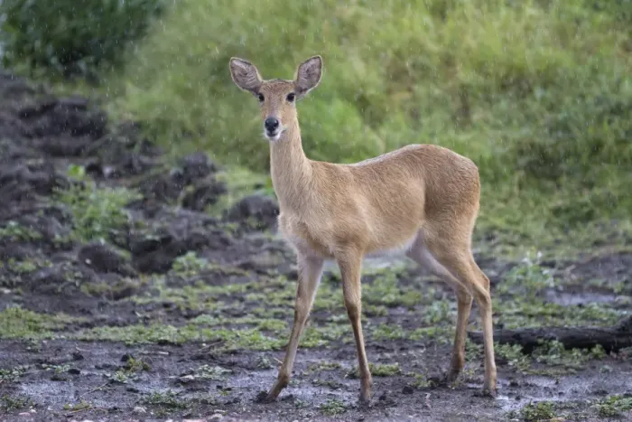Framed Print : Bohor Reedbuck (Redunca redunca) adult female, standing in savannah during rainfall, Serengeti N. P. Tanzania, December Framed Print : Bohor Reedbuck (Redunca redunca) adult female, standing in savannah during rainfall, Serengeti N. P. Tanzania, December