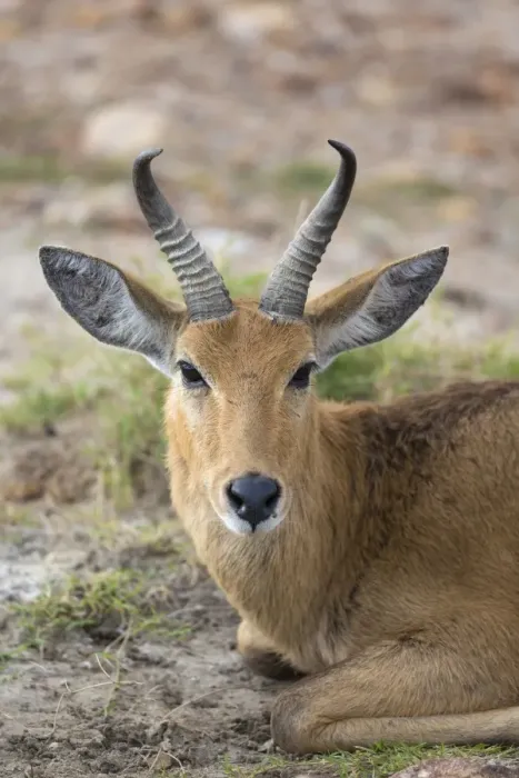 Framed Print : Bohor Reedbuck (Redunca redunca) adult male, close-up of head, resting in savannah, Masai Mara National Reserve, Kenya Framed Print : Bohor Reedbuck (Redunca redunca) adult male, close-up of head, resting in savannah, Masai Mara National Reserve, Kenya