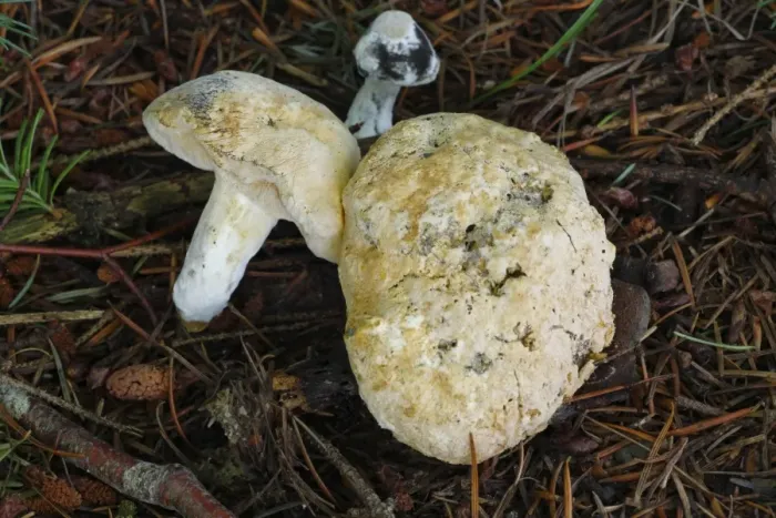 Framed Print : Bolete Mould (Hypomyces chrysospermus) parasitic mould, covering Bolete (Boletus sp. ) fruiting bodies, Powys, Wales, august Framed Print : Bolete Mould (Hypomyces chrysospermus) parasitic mould, covering Bolete (Boletus sp. ) fruiting bodies, Powys, Wales, august