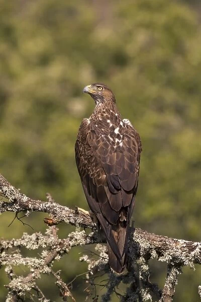Bonellis Eagle (Aquila fasciata) adult, perched on branch, Castilla y Leon, Spain, May