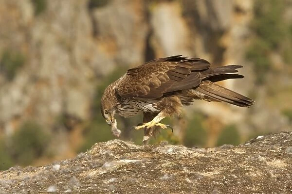 Bonellis Eagle (Aquila fasciata) adult, feeding on European Rabbit (Oryctolagus cuniculus) prey, Castilla y Leon