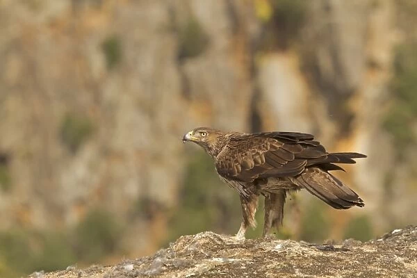 Bonellis Eagle (Aquila fasciata) adult, standing on rock with fur from European Rabbit (Oryctolagus cuniculus) prey