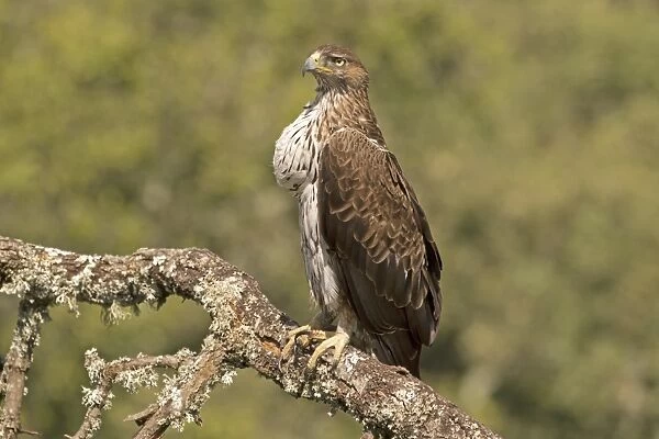 Bonellis Eagle (Aquila fasciata) adult, with full crop, perched on branch, Castilla y Leon, Spain, May