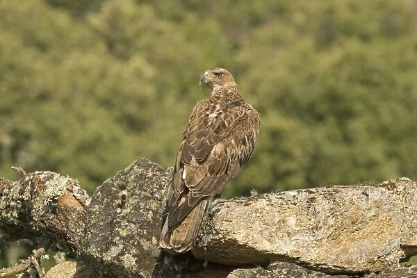 Bonellis Eagle (Aquila fasciata) immature, standing on rock with fur from European Rabbit (Oryctolagus cuniculus) prey