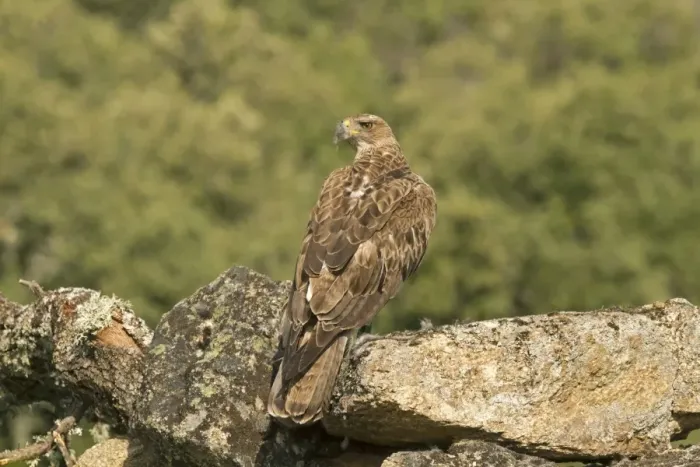Framed Print : Bonellis Eagle (Aquila fasciata) immature, standing on rock with fur from European Rabbit (Oryctolagus cuniculus) prey Framed Print : Bonellis Eagle (Aquila fasciata) immature, standing on rock with fur from European Rabbit (Oryctolagus cuniculus) prey