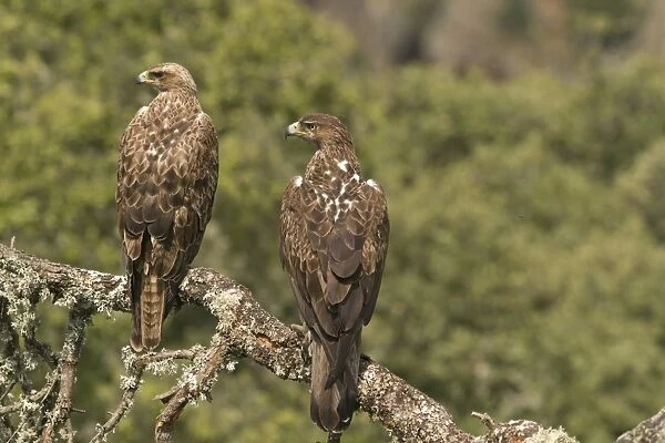 Bonellis Eagle (Aquila fasciata) immature and adult, perched on branch, Castilla y Leon, Spain, May
