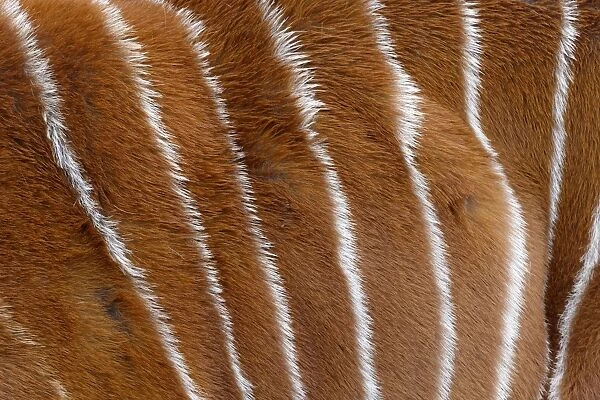 Bongo (Tragelaphus eurycerus) adult, close-up of stripes on coat (captive)