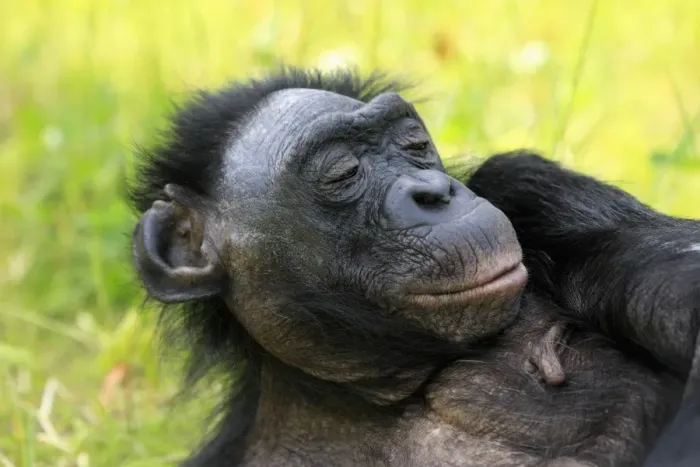 Framed Print : Bonobo (Pan paniscus) adult female, resting, close-up of head, captive Framed Print : Bonobo (Pan paniscus) adult female, resting, close-up of head, captive