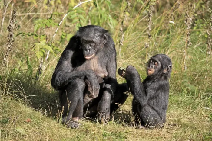 Framed Print : Bonobo (Pan paniscus) adult female with young, sitting on grass (captive) Framed Print : Bonobo (Pan paniscus) adult female with young, sitting on grass (captive)